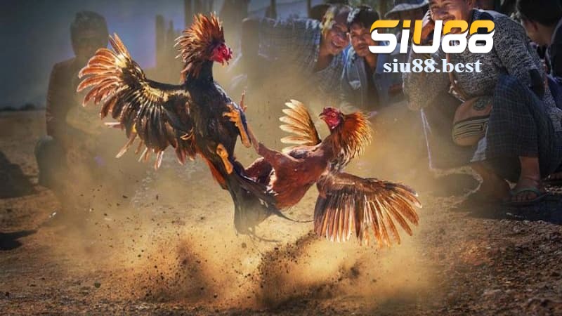 Các loại hình cá cược hấp dẫn tại đá gà Siu88 Các loại hình cá cược hấp dẫn tại đá gà Siu88
