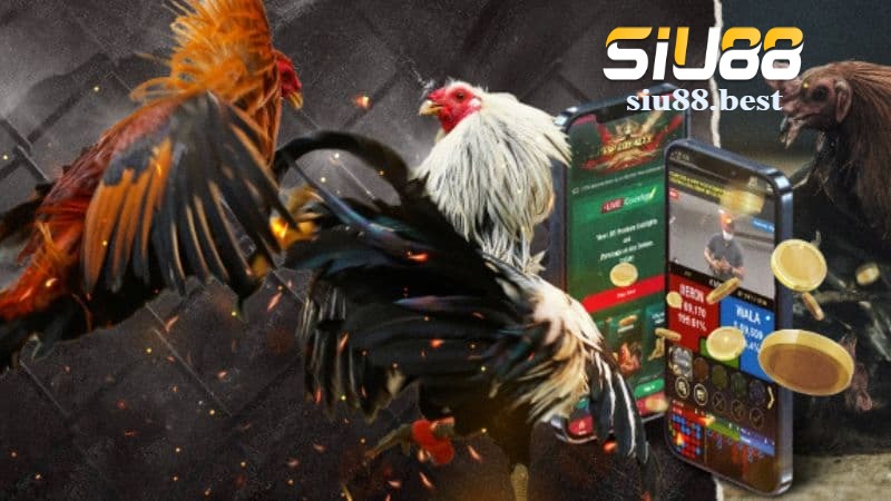 Tại sao sảnh đá gà Siu88 được đông đảo người chơi lựa chọn? Tại sao sảnh đá gà Siu88 được đông đảo người chơi lựa chọn?