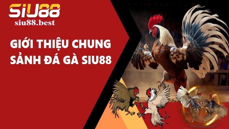 Giới thiệu về đá gà Siu88 Giới thiệu về đá gà Siu88