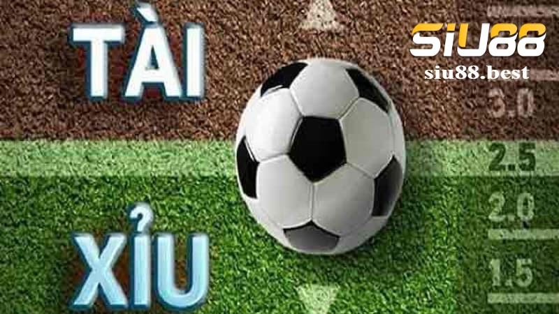 Các loại cược tài xỉu phổ biến Các loại cược tài xỉu phổ biến