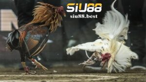 Điểm danh các loại hình đá gà nhà cái WS168