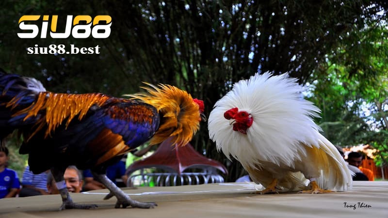 Cách đặt cược tại sảnh chọi gà Digmaan Cách đặt cược tại sảnh chọi gà Digmaan