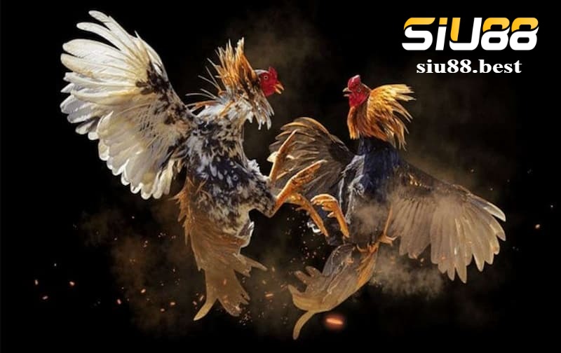 Kinh nghiệm cá cược hiệu quả tại sảnh đá gà Digmaan Kinh nghiệm cá cược hiệu quả tại sảnh đá gà Digmaan