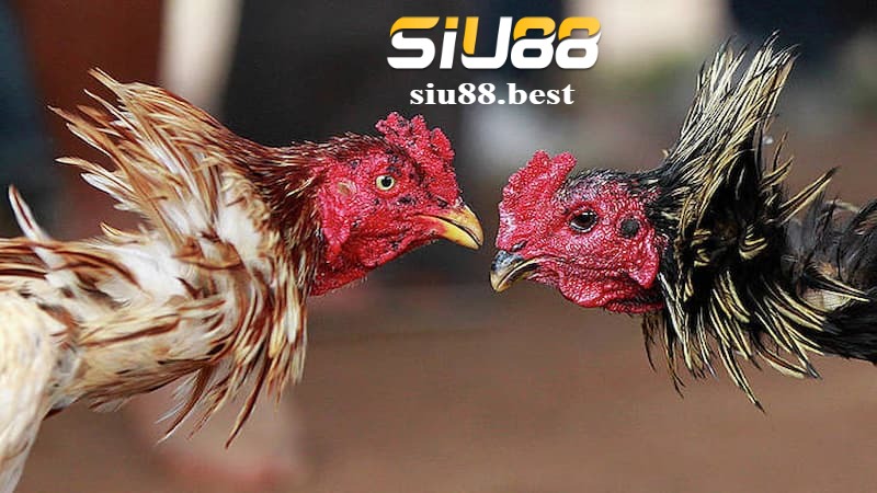 Ưu điểm khi chơi đá gà Digmaan tại Siu88 Ưu điểm khi chơi đá gà Digmaan tại Siu88
